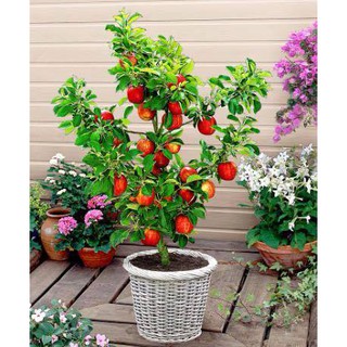 Hạt giống táo đỏ lùn của Mỹ ( Gói 10 hạt - tặng gói kích hạt nảy mầm ) - STHG2