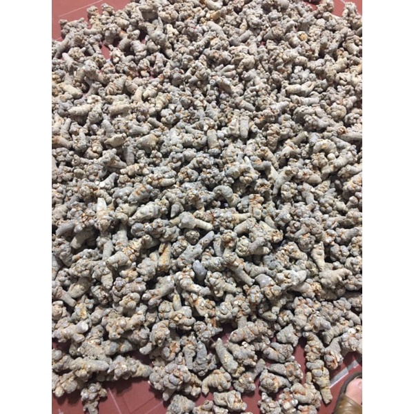 củ tam thất size 52củ , 66 củ 1kg
