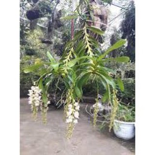 Sản phẩm 1 BÓ GIÁNG HƯƠNG  LAN TAM BẢO SẮC - Hàng chuẩn Rừng - Hoa siêu đẹp, THƠM + Tặng (0,3kg) phân hữu cơ cao cấp