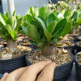 Hạt sứ Thái giống kim tự tháp