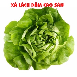 Hạt giống xà lách đăm cao sản 2gram