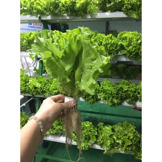 Hạt giống xà lách Mỹ bọc men, dung dịch thủy canh, bút đo dinh dưỡng, rọ nhựa, mút xốp, giàn trồng rau thủy canh
