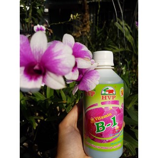 Vitamin b1 cho kiểng, phong lan - 100 ml/ chai