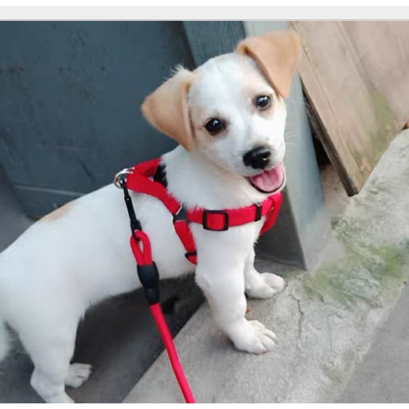 ĐAI YẾM CHO CHÓ (KHÔNG BAO GỒM DÂY DẮT) - LOVE PETS SHOP