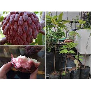 GIỐNG CÂY NA TÍM