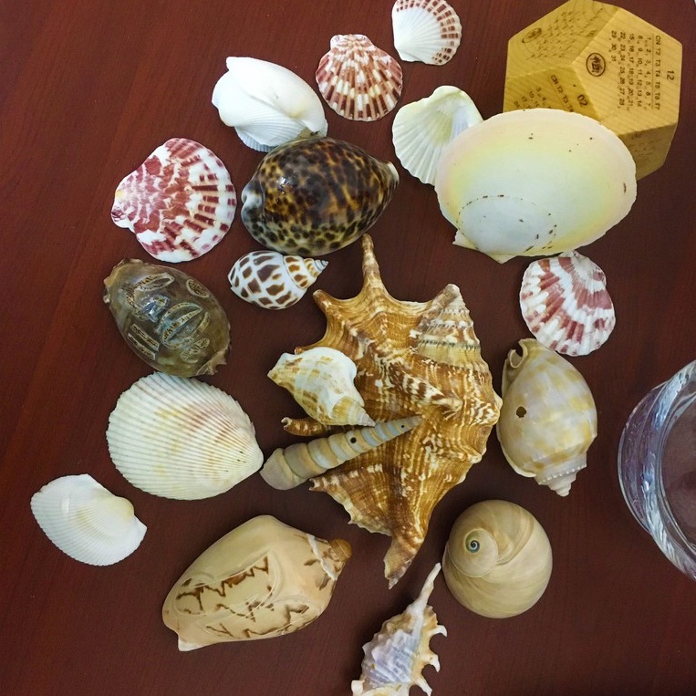 700g Vỏ ốc bộ sưu tập làm quà lưu niệm, trang trí không gian biển