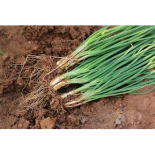 Hạt Giống Hành Lá Gói 1g