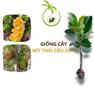 Giống Cây Mít Thái Siêu Sớm (Mít Thái Changai) | Trái Mít Cực Kì To - Đạt 15kg - Da Xanh - Ruột Vàng - 7 Tháng Cho Trái