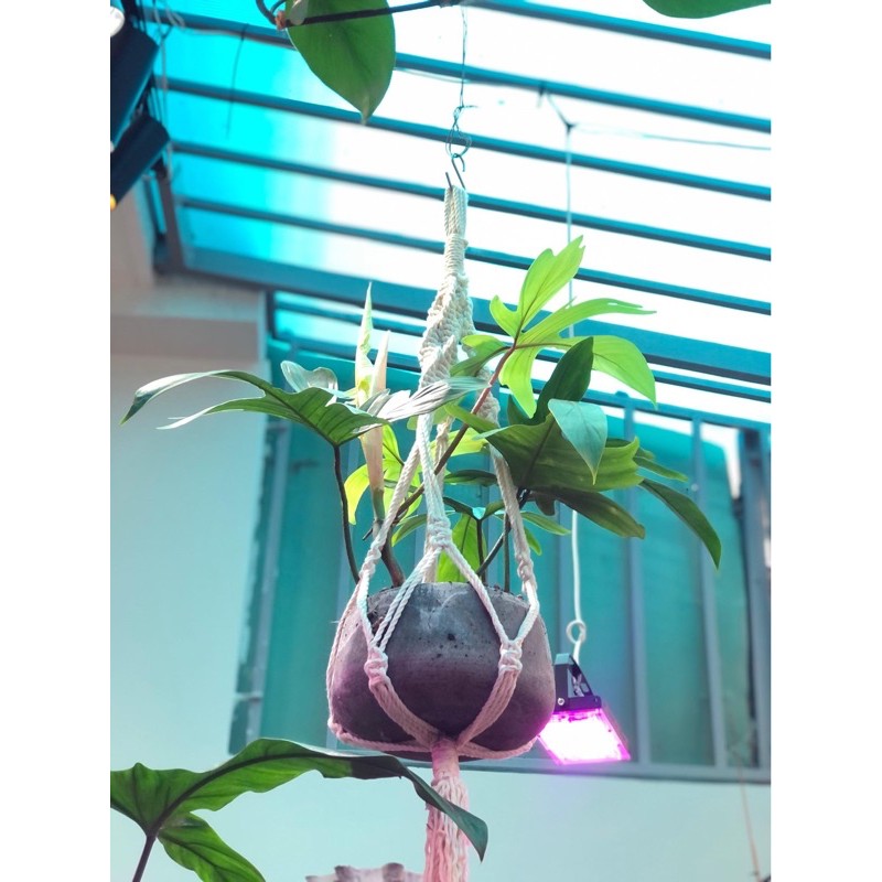 Dây treo chậu cây