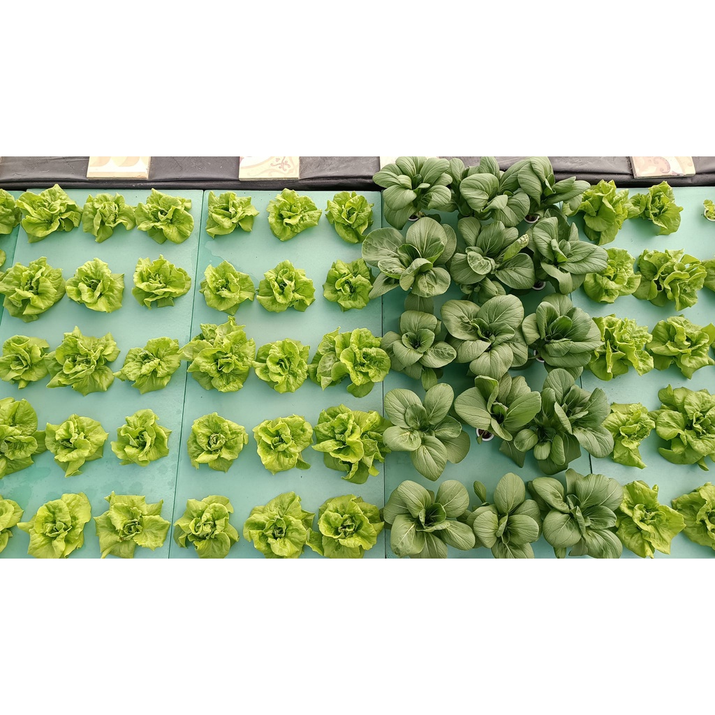 Xốp XPS trồng rau thủy canh Aquaponics tại nhà, dài 1200 mm, rộng 600 mm, dày 50 mm