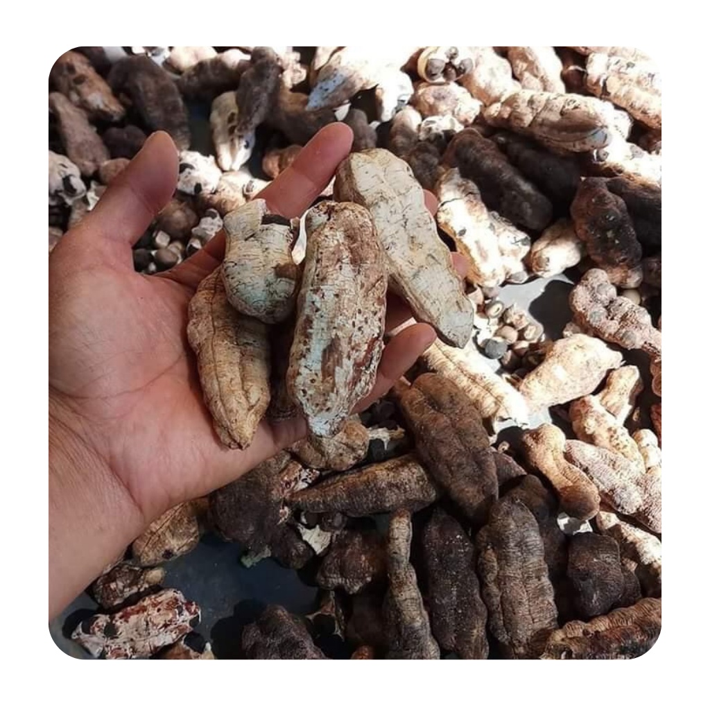 Chuối cô đơn ( chuối mồ côi ) loại 1, hàng mới hỗ trợ sỏi thận, tiểu đường túi 1KG | BigBuy360 - bigbuy360.vn