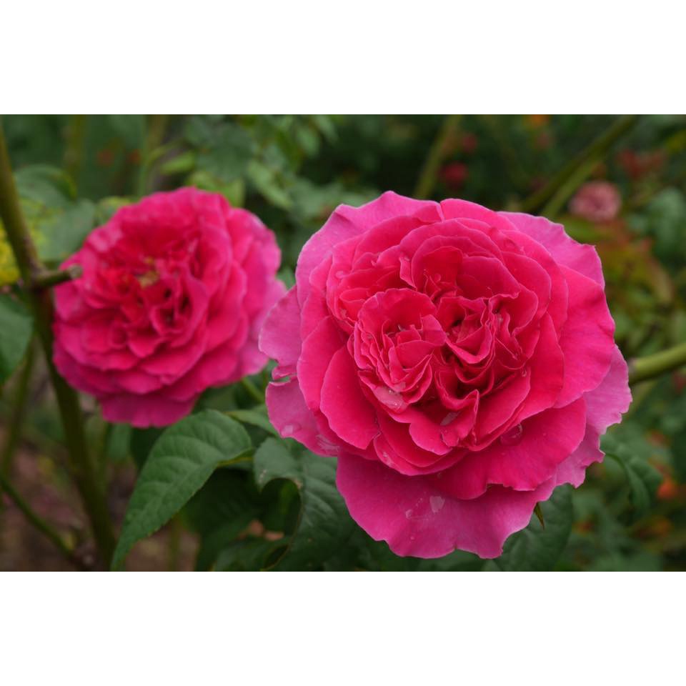 Hoa hồng ngoại KATE rose – Nữ hoàng bí ẩn cuốn hút cực phẩm- hoangoaimelinh