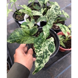 cây Trầu bà Syngonium mojito 🌿🌿🌿
