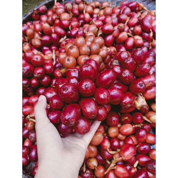 Thảo quả tươi Yên Bái ngâm rượu túi 500gr