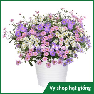 Hạt giống hoa thạch thảo bụi lùn gói 200 hạt mix màu