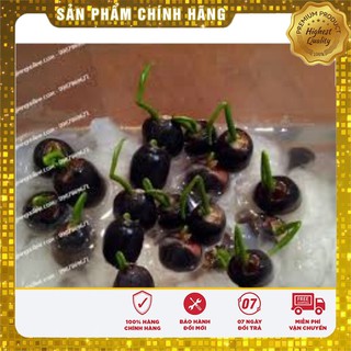 Hạt Giống Súng Nước Mini Thái Lan(05 hạt)