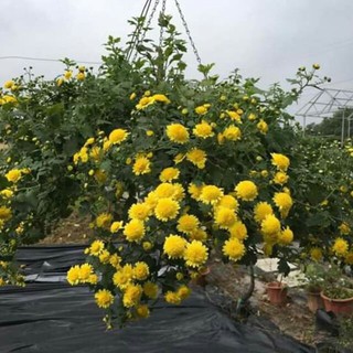 Gói 100 hạt giống hoa Cúc Chi Vàng Lùn 20cm