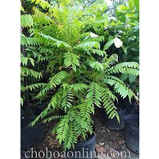 Chậu Cây Khế Tàu cao 70-80cm