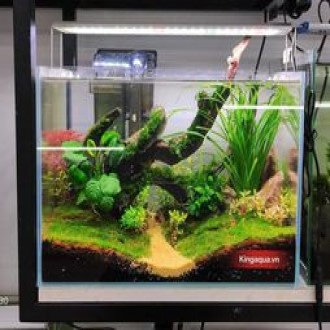 Cát nắng vàng Kim Sa - Nền trang trí bể cá, bể thủy sinh