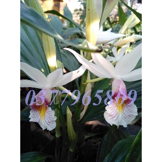 Hạc đỉnh trắng lưỡi đỏ/ hạc đỉnh đột biến