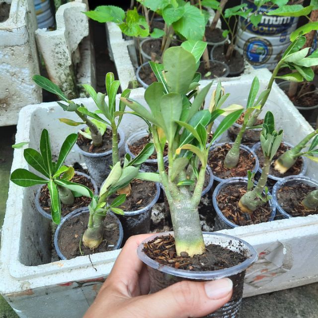 Cây sứ kép Thái   (cây con gieo từ hạt)