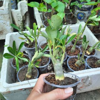 Cây sứ kép Thái