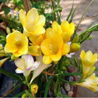 COMBO 6 CỦ HOA LAN NAM PHI 6 MÀU CỦ TO NHƯ HÌNH