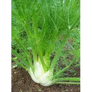 Hạt giống Thì là tây (Củ hồi ) 5 gram