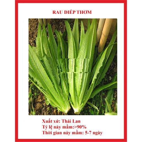 hạt giống rau diếp thơm gói 5gr