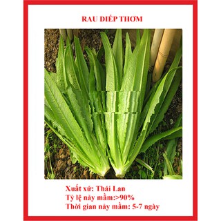 hạt giống rau diếp thơm gói 5gr