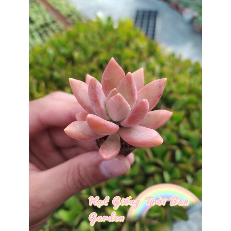 SEN ĐÁ ĐÁ ĐỎ SIZE MINI 3-5cm - XUẤT VƯỜN ĐÀ LẠT 😍 ĐÃ THUẦN KHÍ HẬU 🤑 SỐ LƯỢNG CÓ HẠN 🤫