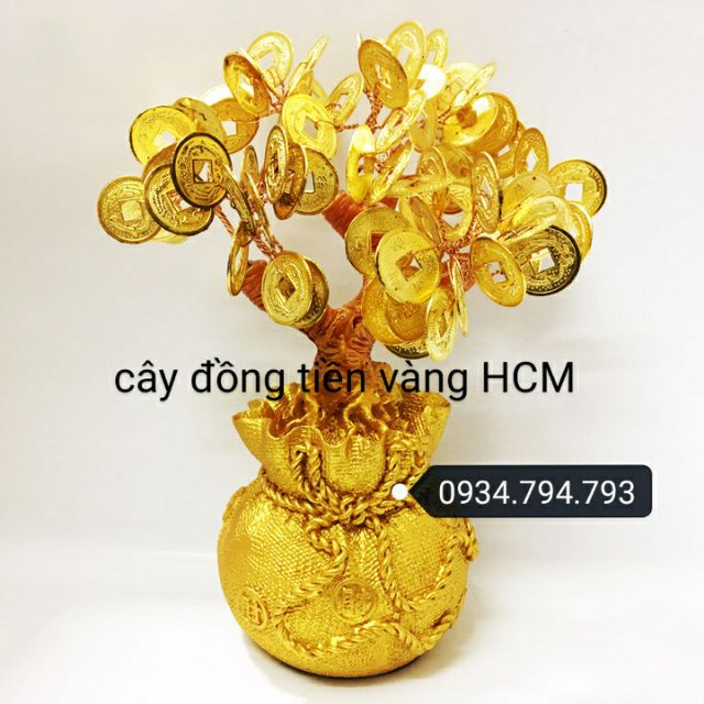 Cây đồng tiền vàng phk shop 17cm