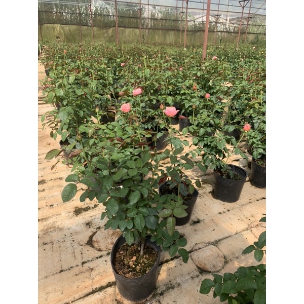 Hoa hồng bụi Vuvuzela - cây nguyên chậu