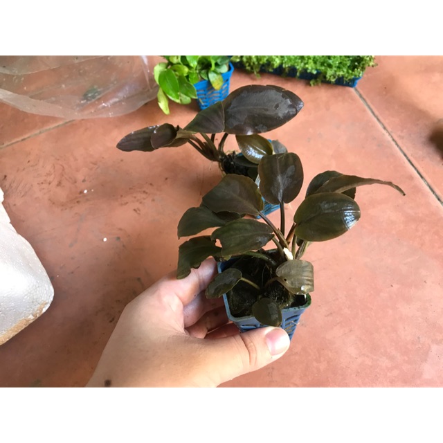 Tiêu thảo Lagenandra Meeboldii Red