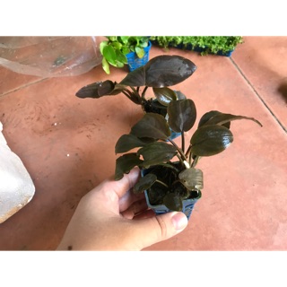 Tiêu thảo Lagenandra Meeboldii Red