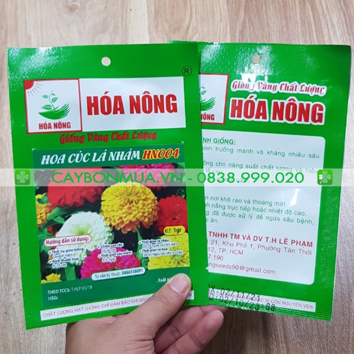 HOA CÚC LÁ NHÁM - Giống Vàng Chất Lượng