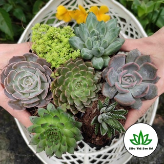 Random Ngẫu Nhiên 7 Loại Sen Bầu Đà Lạt Đã Thuần Khí Hậu, Dễ Thương Đường Kính 4-6cm - 1 Đổi 1 Nếu Hỏng