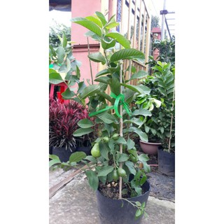 Cây 🌲 Ổi Thái giống mới trái to đang trái