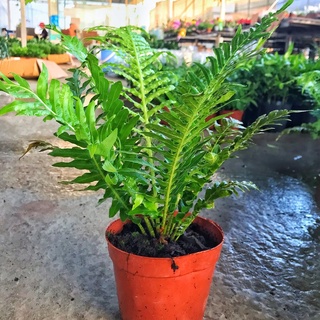 Cây dương xỉ lá tía cao 15-20cm bụi to lá xanh mướt sức sống khỏe dễ chăm sóc, trang trí nội thất