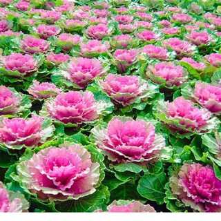 (Rẻ nhất) Hạt giống hoa bắp cải F1 Mix nhiều màu gói 20 hạt xuất xứ Đức tại thietbinhavuon- hàng đẹp - giao hàng nhanh.