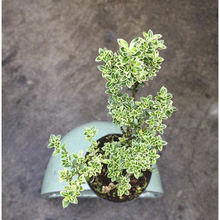 Cây bon sai Bạch Tuyết Mai