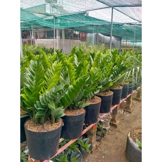 Cây kim tiền ( kim phát tài ) loại 1