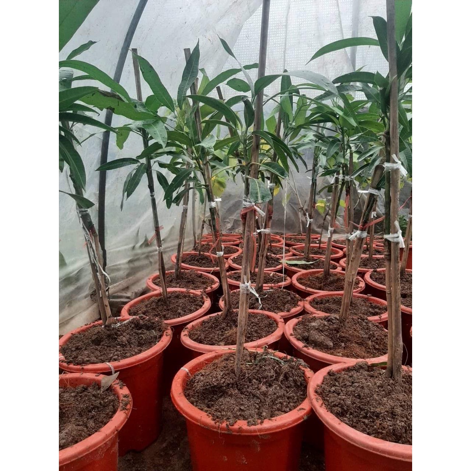 CÂY GIỐNG XOÀI ĐỎ NHẬT BẢN