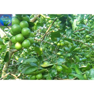 CÂY GIỐNG CHANH KHÔNG HẠT 27K
