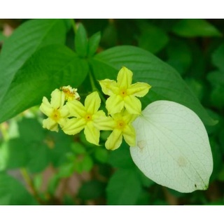 Cây giống Ngọc Mai - Cây bướm bạc phi, cây bướm bạc lá, cây hoa bướm - Mussaenda Frondosa Linn - Trang Flower