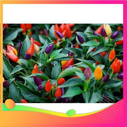 Hạt Giống Ớt Ngũ Sắc - 30 Hạt  VIETGAR