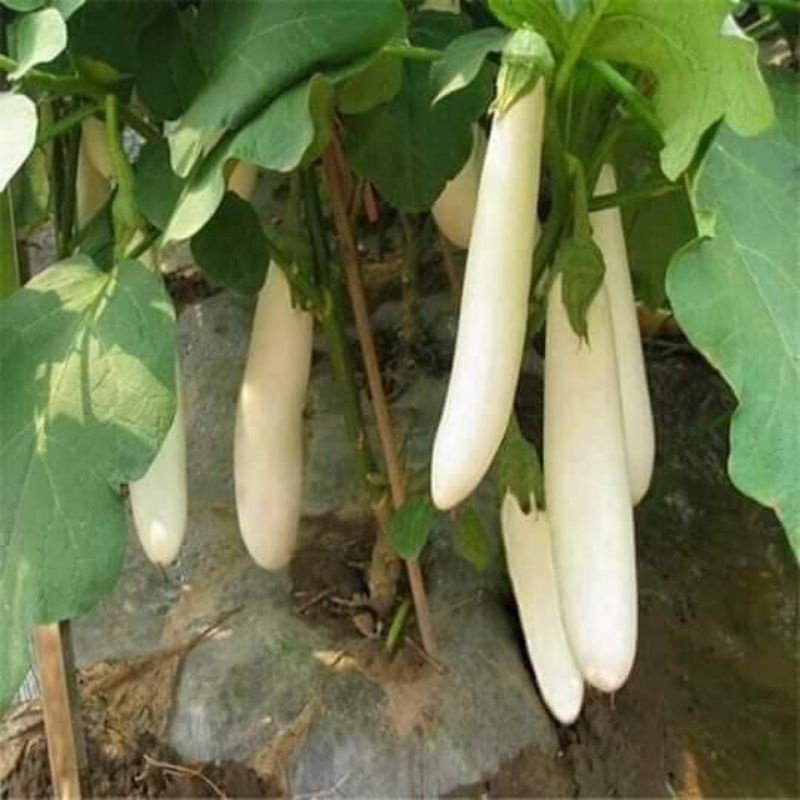 Hạt giống cà trắng quả dài nhập khẩu Thái Lan gói 200 hạt