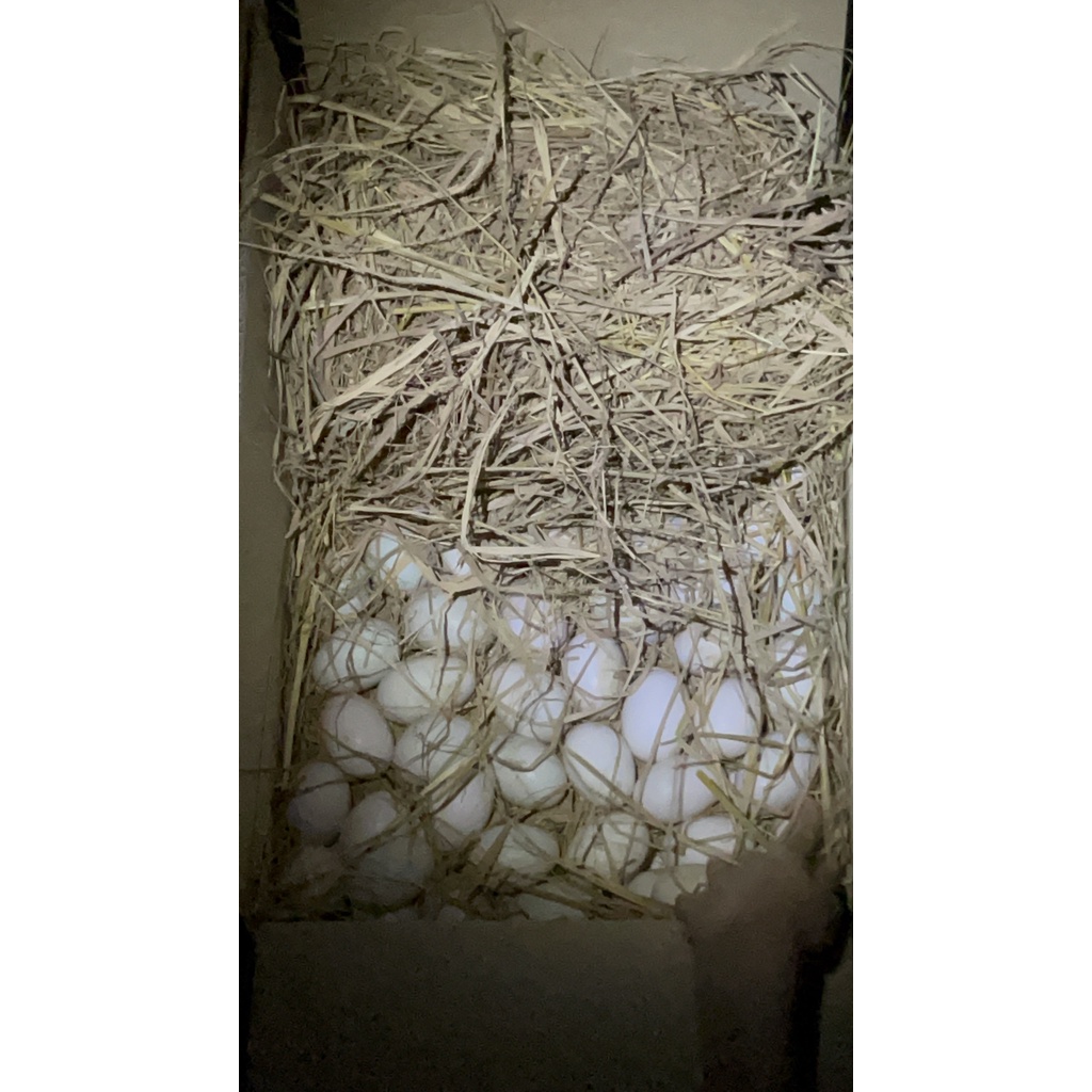 TRỨNG GÀ TA QUÊ từ BẾN TRE