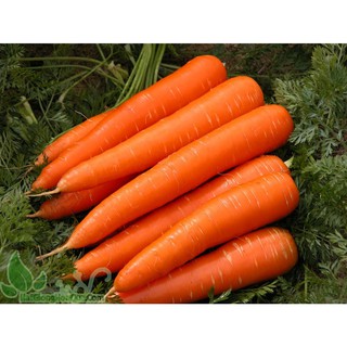 Hạt giống Cà rốt củ to - 50 hạt