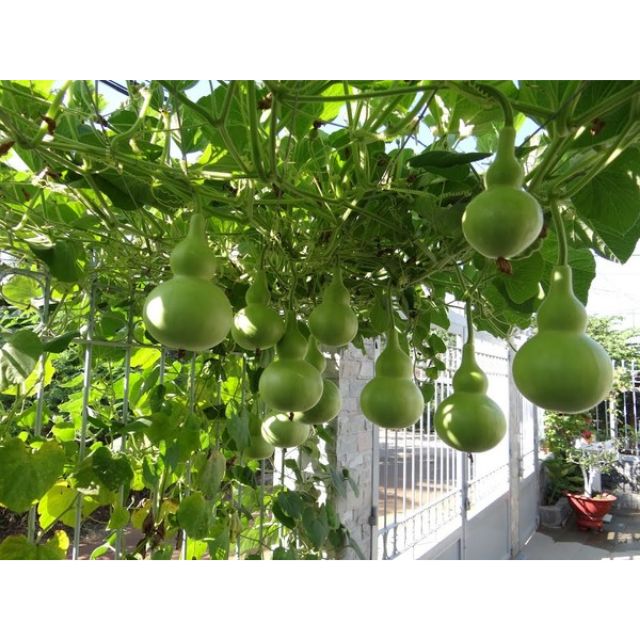HẠT GIỐNG BẦU HỒ LÔ